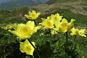 26 Pulsatilla alpina sulfurea